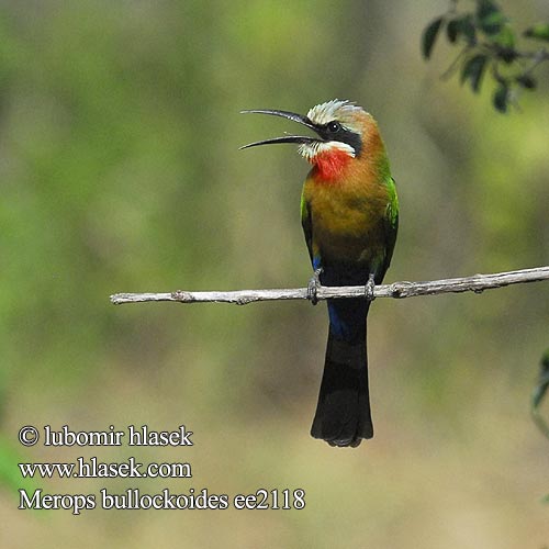 Včelárik bieločelý Merops bullockoides White-fronted Bee-Eater