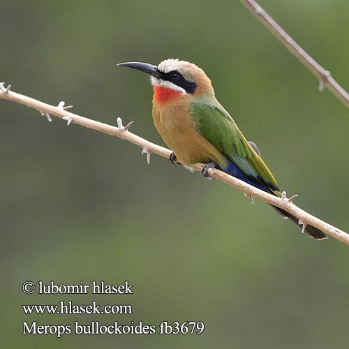 White-fronted Bee-Eater Hvidpandet biæder Jokimehiläissyöjä Guêpier front blanc Witkapbijeneter