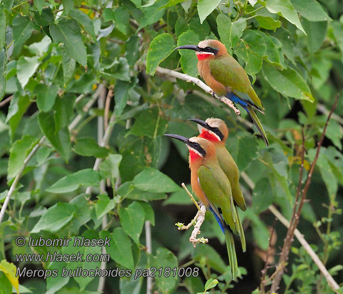 Merops bullockoides