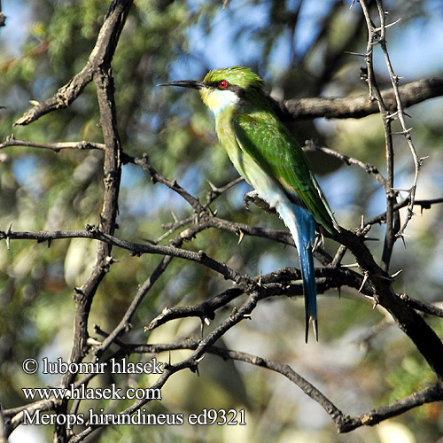 Merops hirundineus Swallow-tailed Bee-eater Vlha vlaštovčí Schwalbenschwanzspint Swaelstertbyvreter Keremberere Morôkapula Svalehalebiæder Abejaruco Golondrina Haaramehiläissyöjä Guêpier queue aronde Gruccione codadirondine エンビハチクイ Zwaluwstaartbijeneter Żołna widłosterna Abelharuco cauda forcada Ласточкохвостая щурка Včelárik lastovičkovitý