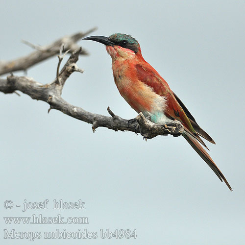 Merops nubicoides nubicus Southern Carmine Bee-eater Rooiborsbyvreter Muhembo Kondekonde