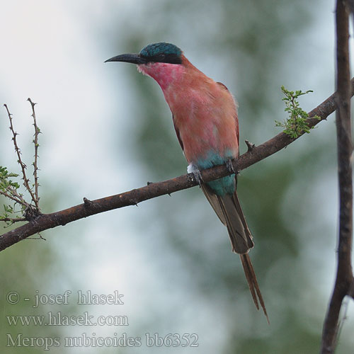 Merops nubicoides bb6352