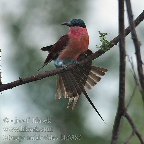 Merops nubicoides bb6386