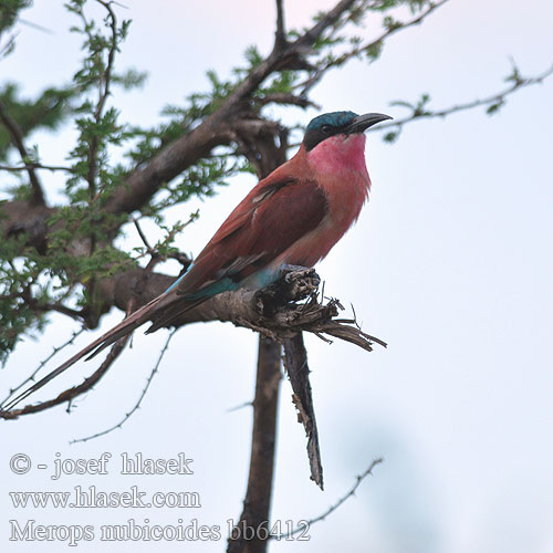 Merops nubicoides bb6412