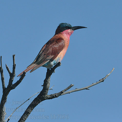 Merops nubicoides bb7096