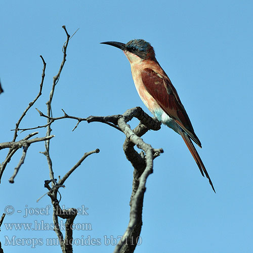 Merops nubicoides bb7110