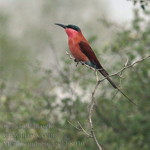 Merops nubicoides bb8080