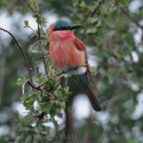 Southern Carmine Bee-eater Rooiborsbyvreter Muhembo Kondekonde Kusi