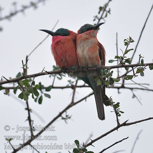 Merops nubicoides bb8187