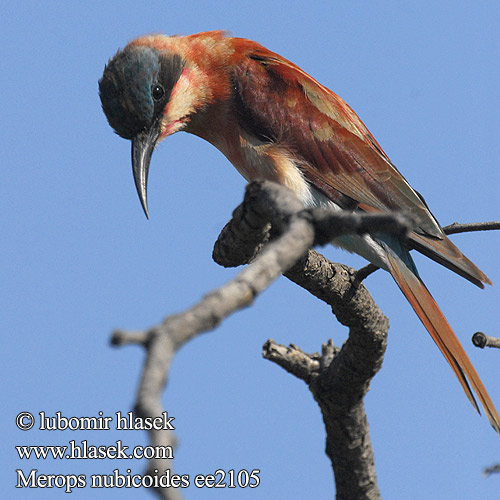 Merops nubicoides ee2105