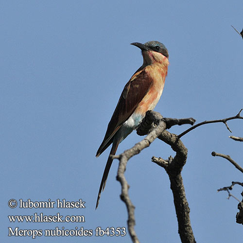 Merops nubicoides fb4353