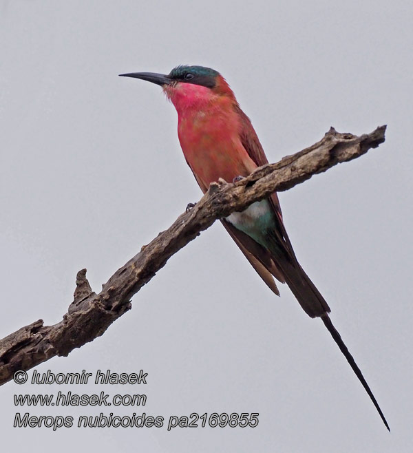 Merops nubicoides