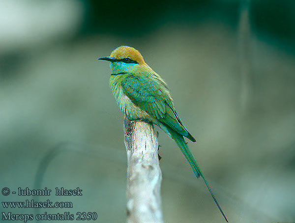 Merops orientalis Little Green Bee-eater Schmaragdspint Guêpier d'Orient Abejaruco Oriental Vlha východní Kleine Groene Bijeneter Pikkumehiläissyöjä Gruccione verde Beryllbieter Grön dvärgbiätare 绿喉蜂虎 שרקרק גמדי