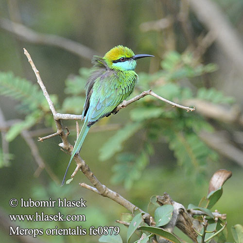 Beryllbieter 绿喉蜂虎Grön dvärgbiätare שרקרק גמדי Merops orientalis Little Green Bee-eater Schmaragdspint Guêpier d'Orient Abejaruco Oriental Vlha východní Kleine Groene Bijeneter Pikkumehiläissyöjä Gruccione verde