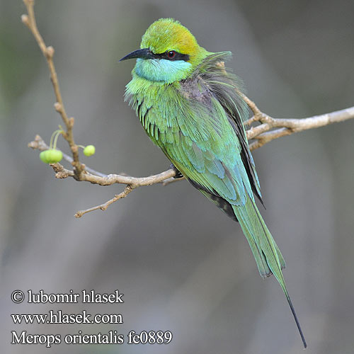 绿喉蜂虎 Grön dvärgbiätare שרקרק גמדי Merops orientalis Little Green Bee-eater Schmaragdspint Guêpier d'Orient Abejaruco Oriental Vlha východní Kleine Groene Bijeneter Pikkumehiläissyöjä Gruccione verde Beryllbieter