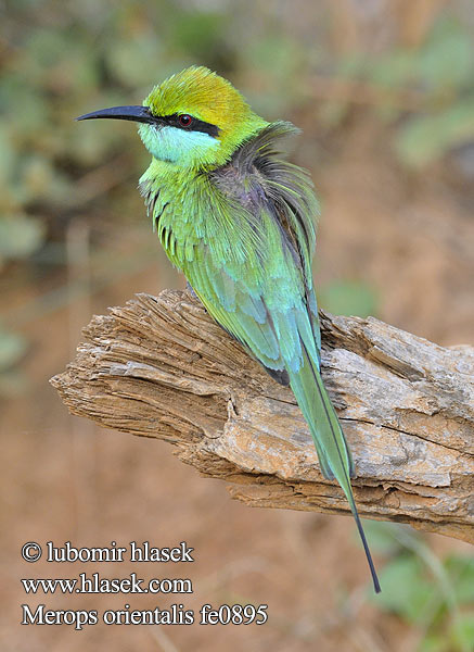 Little Green Bee-eater Schmaragdspint Guêpier d'Orient Abejaruco Oriental Vlha východní Kleine Groene Bijeneter Pikkumehiläissyöjä Gruccione verde Beryllbieter 绿喉蜂虎 Grön dvärgbiätare שרקרק גמדי Merops orientalis