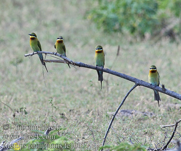 Merops philippinus Blue-tailed Bee-eater Guêpier queue d'azur Vlha modroocasá Blauschwanzspint Abejaruco Coliazul Gruccione codazzurra ハリオハチクイ Včelárik modrochvostý 栗喉蜂虎 Zolna modrosterna นกจาบคาหัวเขียว Blåhalebieter Blauwstaartbijeneter Beberak Ekor Biru Kirikkirik Laut Kirik-kirik Langir Safiirimehiläissyöjä Sinisaba-mesilasenäpp Blåhalet Biæder