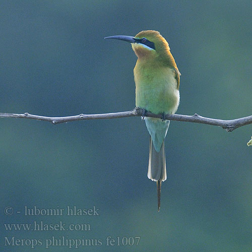 Merops philippinus fe1007