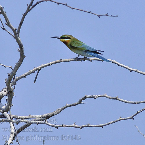 Beberak Ekor Biru Kirikkirik Laut Kirik-kirik Langir Safiirimehiläissyöjä Sinisaba-mesilasenäpp Blåhalet Biæder Merops philippinus Blue-tailed Bee-eater Guêpier queue d'azur Vlha modroocasá Blauschwanzspint Abejaruco Coliazul Gruccione codazzurra ハリオハチクイ Včelárik modrochvostý 栗喉蜂虎 Zolna modrosterna นกจาบคาหัวเขียว Blåhalebieter Blauwstaartbijeneter