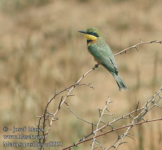 Merops pusillus Little Bee-eater Dværgbiæder Kääpiömehiläissyöjä