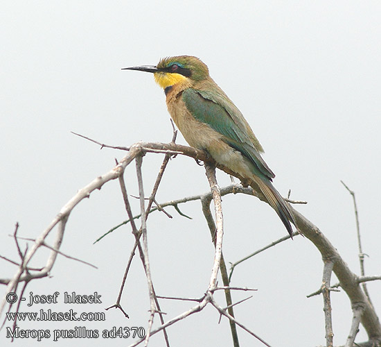 Kleinbyvreter Gruccione pettocannella minore ヒメハチクイ