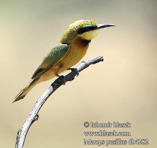 Little Bee-eater Dværgbiæder Kääpiömehiläissyöjä Guêpier nain