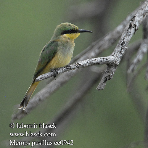 Zolna mala Abelharuco pequeno Крошечная щурка Merops pusillus Little Bee-eater