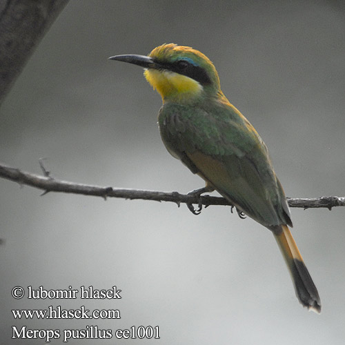 Крошечная щурка Merops pusillus Little Bee-eater