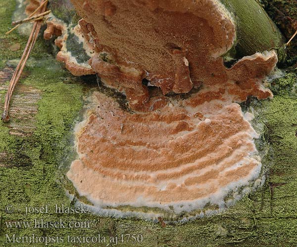 Polypore taxicole Rode Plakkaatzwam Weinroter Lederfältling