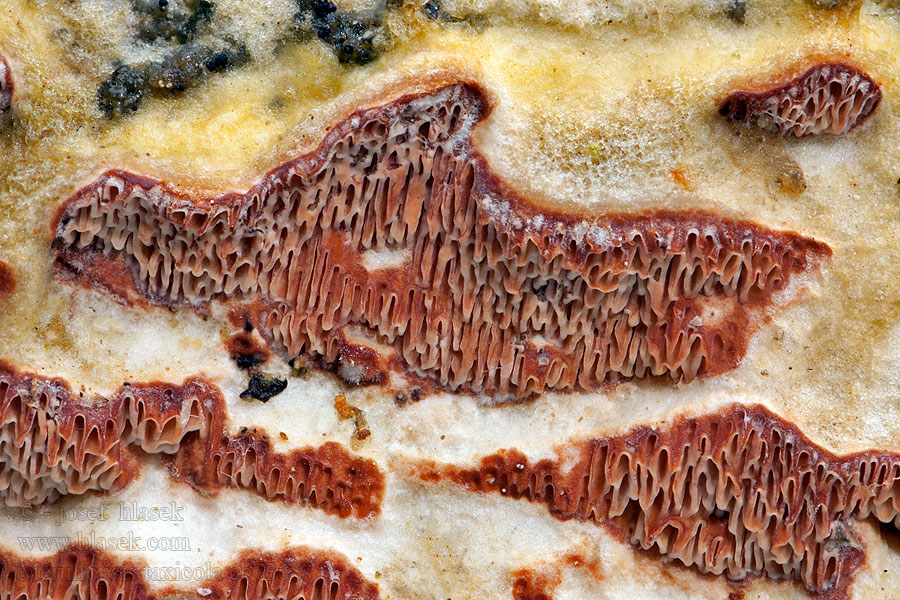 Polypore taxicole Meruliopsis taxicola