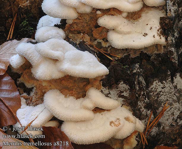 Merulius tremellosus Jelly Rot Bavrende Aresvamp hytyrypykkä