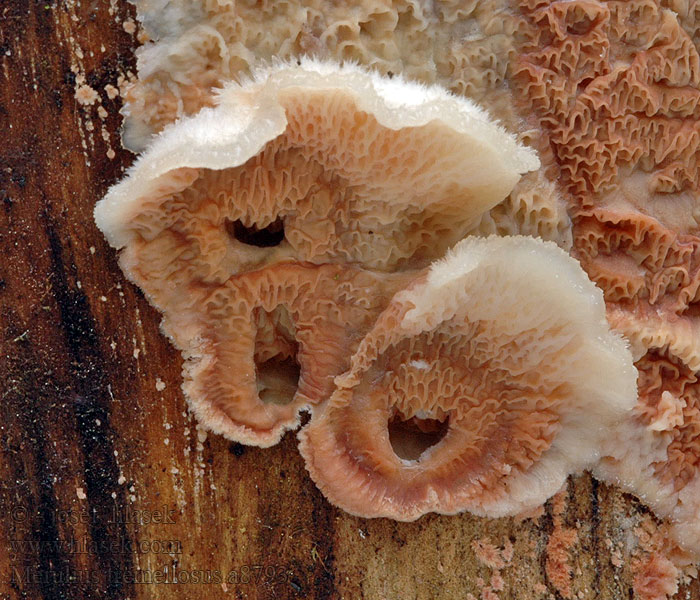 Merulius tremellosus Mérule tremblante Spekzwoerdzwam