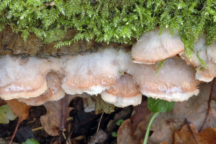 Merulius tremellosus Stroczek trzęsakowaty