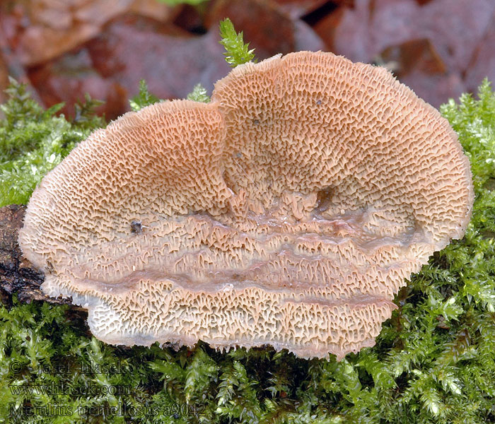 Merulius tremellosus Dřevokaz rosolovitý