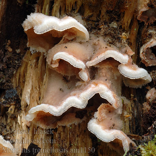 Dřevokaz rosolovitý Dallergröppa Gelénettsopp Мерулиус дрожащий （シワタケ）－ Drhtavi zgubanec Merulius tremellosus Phlebia imbricatus Jelly Rot Bævrende Åresvamp Hytyrypykkä Mérule tremblante Spekzwoerdzwam Kocsonyás redősgomba Gallertfleischiger Fältling Stroczek trzęsakowaty Drevomorka rôsolovitá