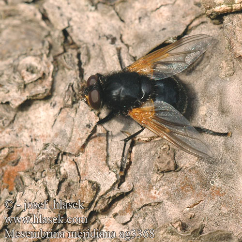 Mesembrina meridiana Mid-day Fly Mésembrine Midi Rinderfliege Schorsvlieg Moucha kosmatka Gulvinget flue Harvapartakärpänen Черная навозница полуденная Tikramuse