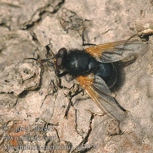 Schorsvlieg Moucha kosmatka Gulvinget flue Harvapartakärpänen Черная навозница полуденная Tikramuse Mesembrina meridiana Mid-day Fly Mésembrine Midi Rinderfliege