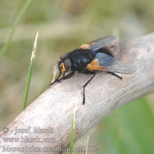 Mid-day Fly Mésembrine Midi Rinderfliege Schorsvlieg Moucha kosmatka Gulvinget flue Harvapartakärpänen Черная навозница полуденная Tikramuse Mesembrina meridiana