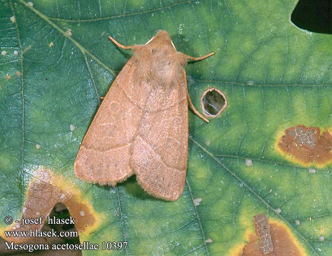 Mesogona acetosellae Osenice trnková Eichenwald-Winkeleule