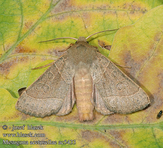 Mesogona acetosellae Pale Stigma Sivkavec trnkový