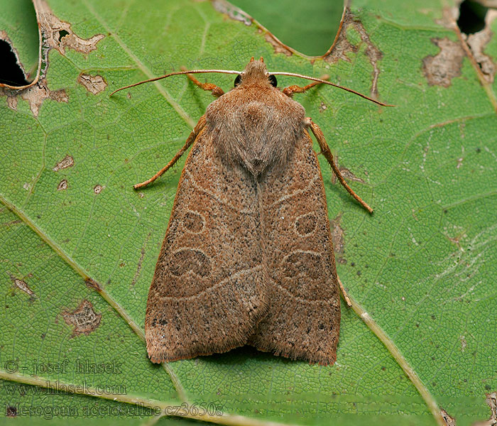 Eichenwald-Winkeleule Pale Stigma Mesogona acetosellae