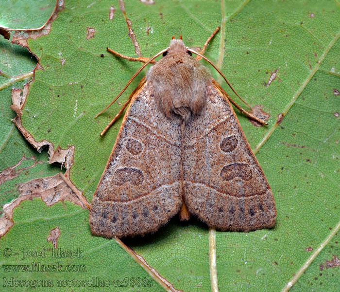 Sivkavec trnkový Noctuelle Petite-Oseille Mesogona acetosellae