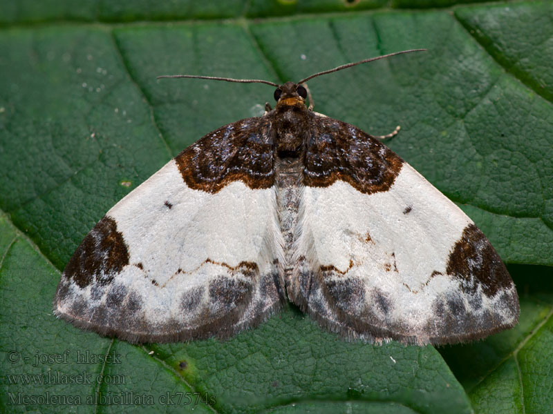 Mesoleuca albicillata Beautiful Carpet Bringebærmåler Paśnik maliniak