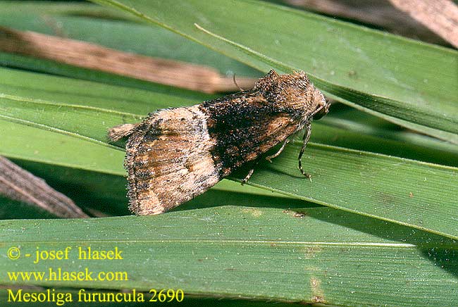 Mesoligia furuncula edavka dvoubarv Zweifarbiges Graseulchen