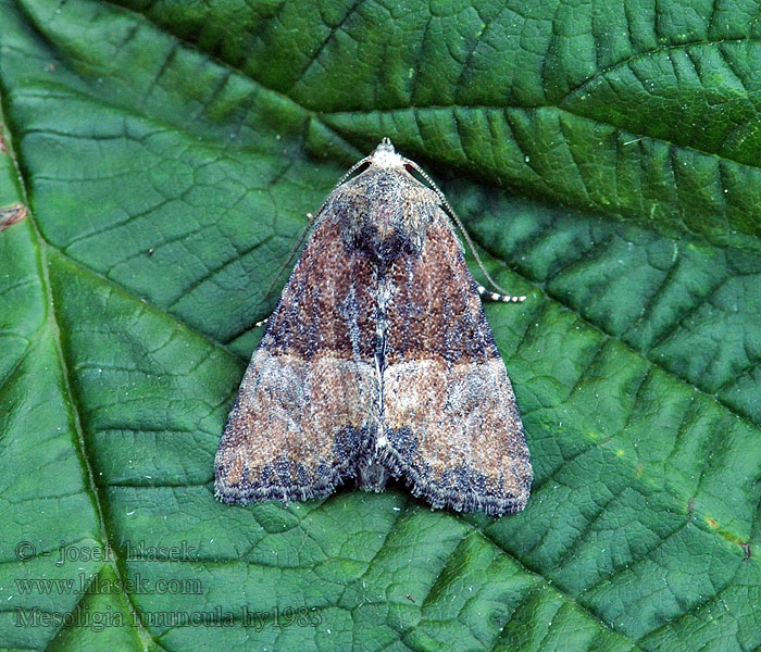 Zweifarbiges Graseulchen Mesoligia furuncula