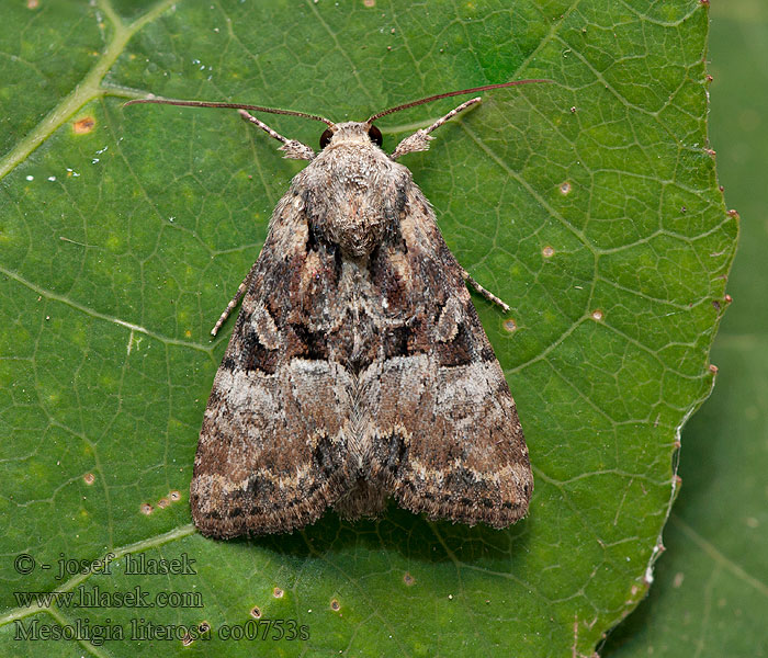 Šedavka znamenaná Rosy minor Mesoligia literosa