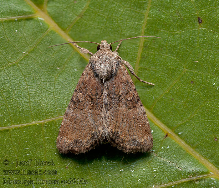 Mesoligia literosa Совка колосниковая Duinhalmuiltje Lite strandengfly