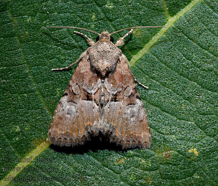 Mesoligia literosa Šedavka znamenaná Rosy minor