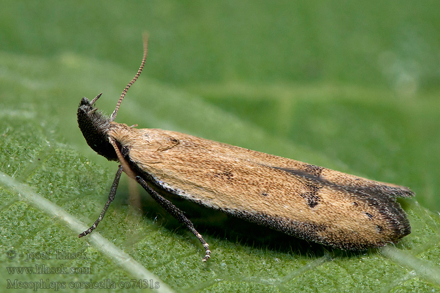 Mesophleps corsicella