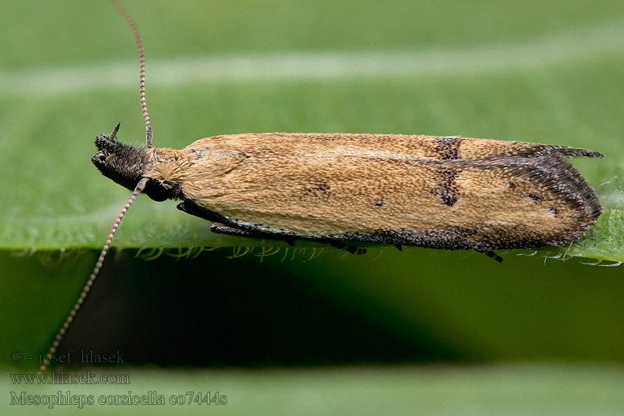 Mesophleps corsicella